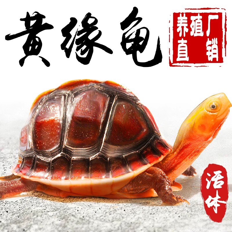 金龟福缘养殖基地