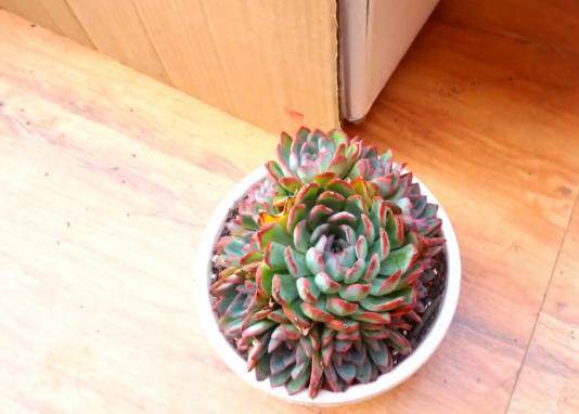 多肉养护基础篇 跟着学修剪花箭 潮流赞赞姐的我爱搜罗