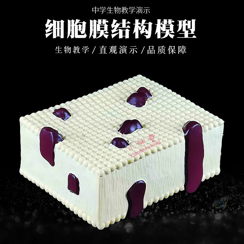 细胞膜结构模型三层结构蛋白质脂质分子和的排列方式生物教学仪器