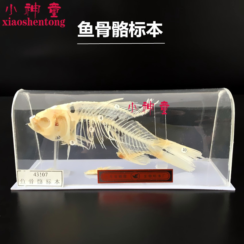 鱼骨骼标本 生物标本 J4121 初高中学生物模型实验器材 教学仪器