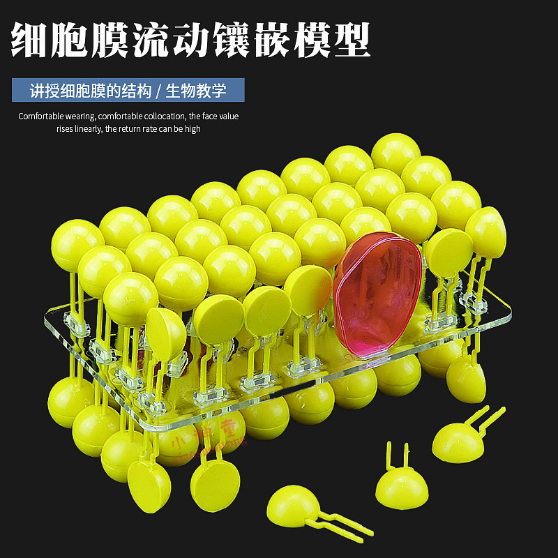 细胞膜流动镶嵌模型组件3304可组装中学球形生物实验器材教学仪器