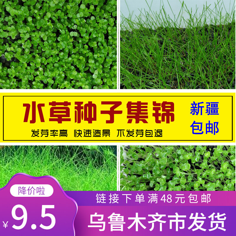 Fish tank water grass seeds fish tank landscaping to leaf water grass mud real water grass lazy water grass seeds cow hair water grass plants