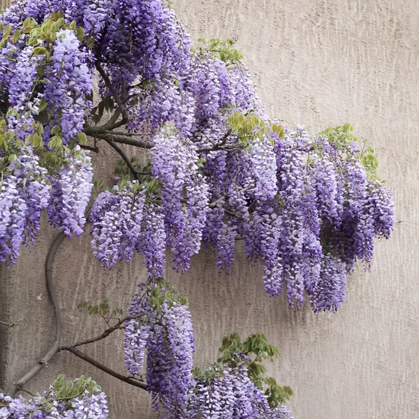 Товары от 江苏茂芳花卉园艺有限公司