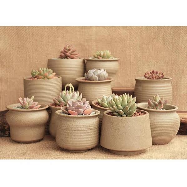 自制不花钱的多肉植物点播神器