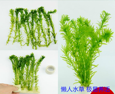 真水草活體魚缸水族箱造景黒藻蜈蚣草綠九冠紅波紫丁香紅宮廷水草