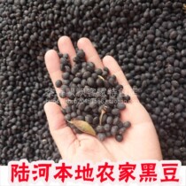 Local farmers on land river farmers own black beans farmers green and healthy coarse grain grain beans 500g