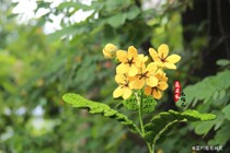 Lanyuejia Knitting Flower: Huanghuahuai material bag (not including crochet hooks novice be careful to shoot)