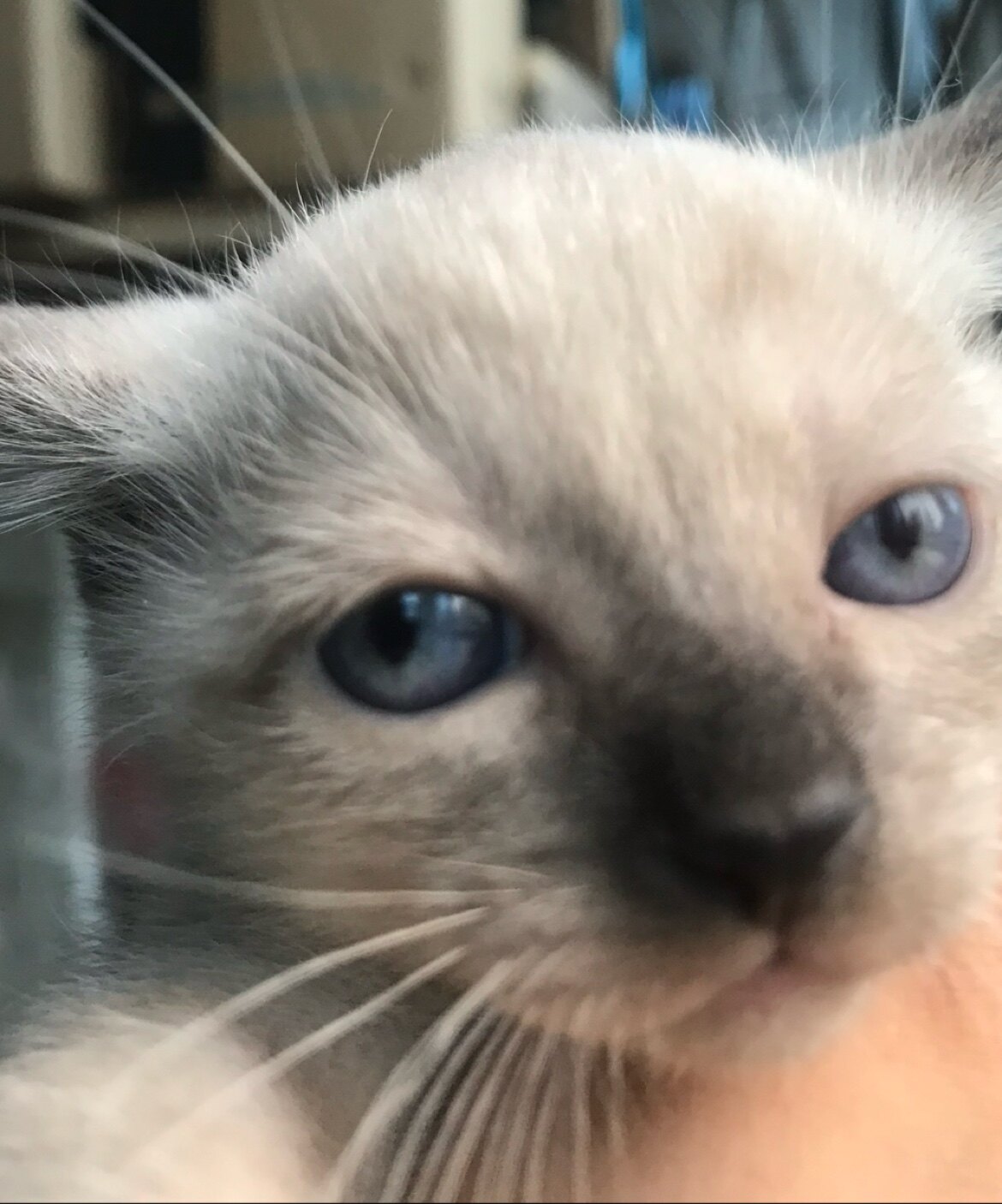 竖起猫耳