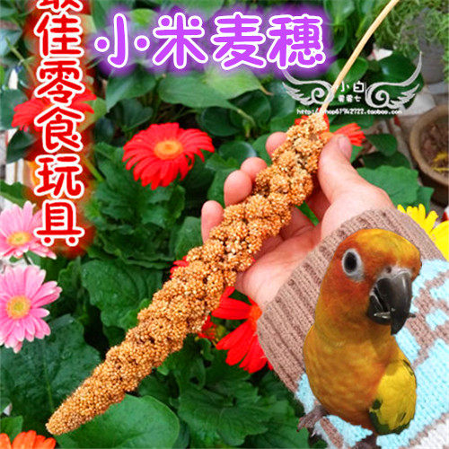 Yellow millet ear grain shell millet parrot feed munia bird food bird