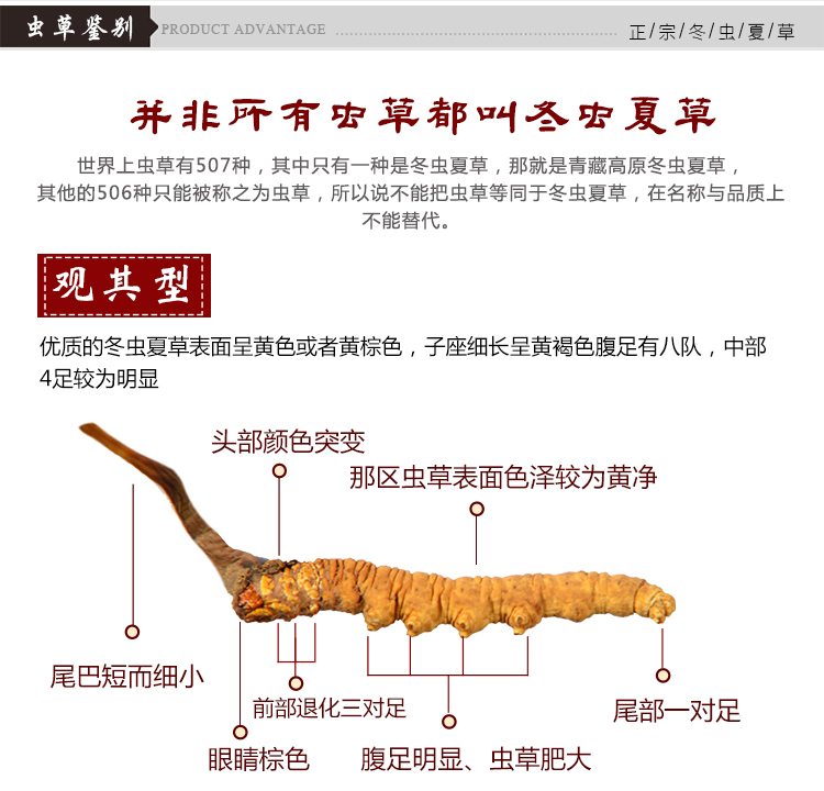那曲 冬虫夏草礼盒装 2根/克 图4