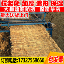 Straw curtain greenhouse encrypted thickened grass curtain Sun protection shade shading heat insulation curtain Greening moisturizing breeding straw curtain