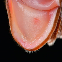 Fresh velvet antler slices Jilin Sika Lu Township male black kidney Chinese medicinal materials soaked in wine and water raw pruned blood velvet slices