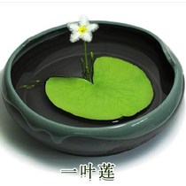 Decorative one-leaf lotus lazy small bonsai fish shrimp ornamental garden hydroponic fish tank Flowers and plants Water plant simulation Ping