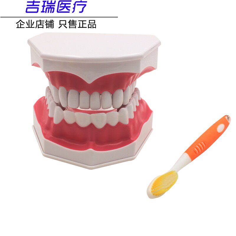 儿童早教刷牙模型两倍大幼儿口腔教学模型牙齿模型幼儿园教刷牙
