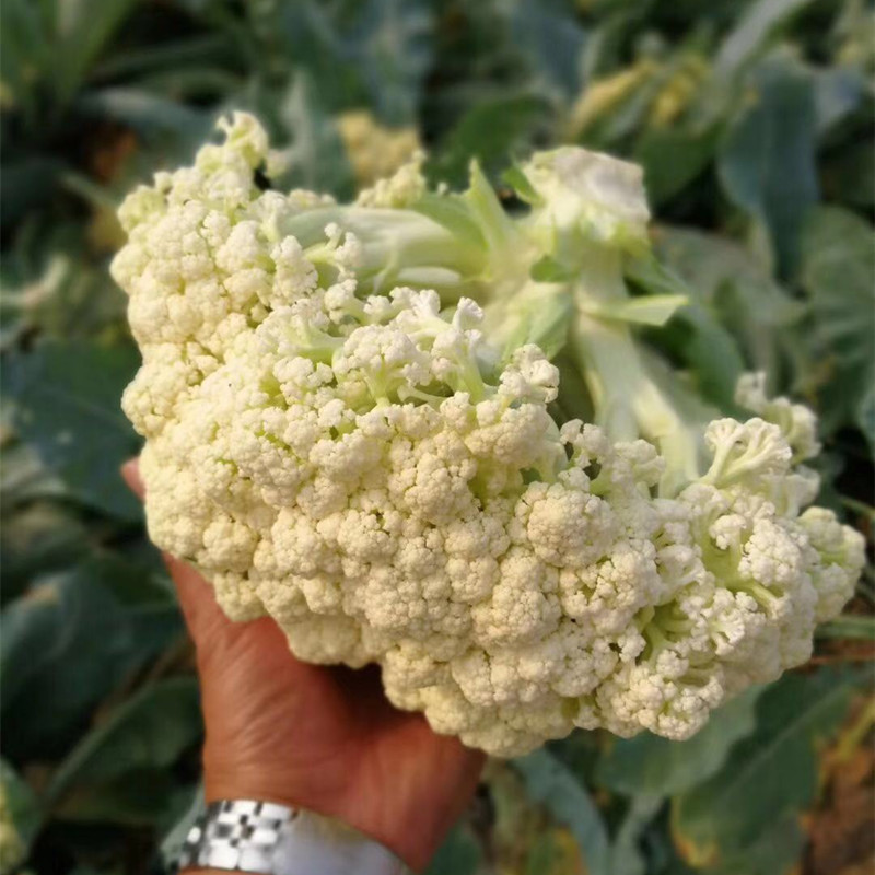 农技服务费送非转基因老品种松花菜紧花菜种子白花菜花椰菜种子籽：传统与现代的完美融合！