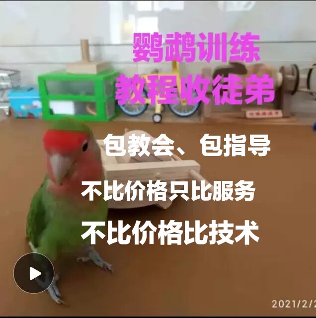 Parrot Training Tutorial Teaching Cashier Pack Church Peony for people on hand and relatives peony Hyun Phoenix Tiger Leather Parrot Universal 