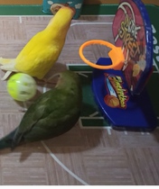 bird training parrot training table mat