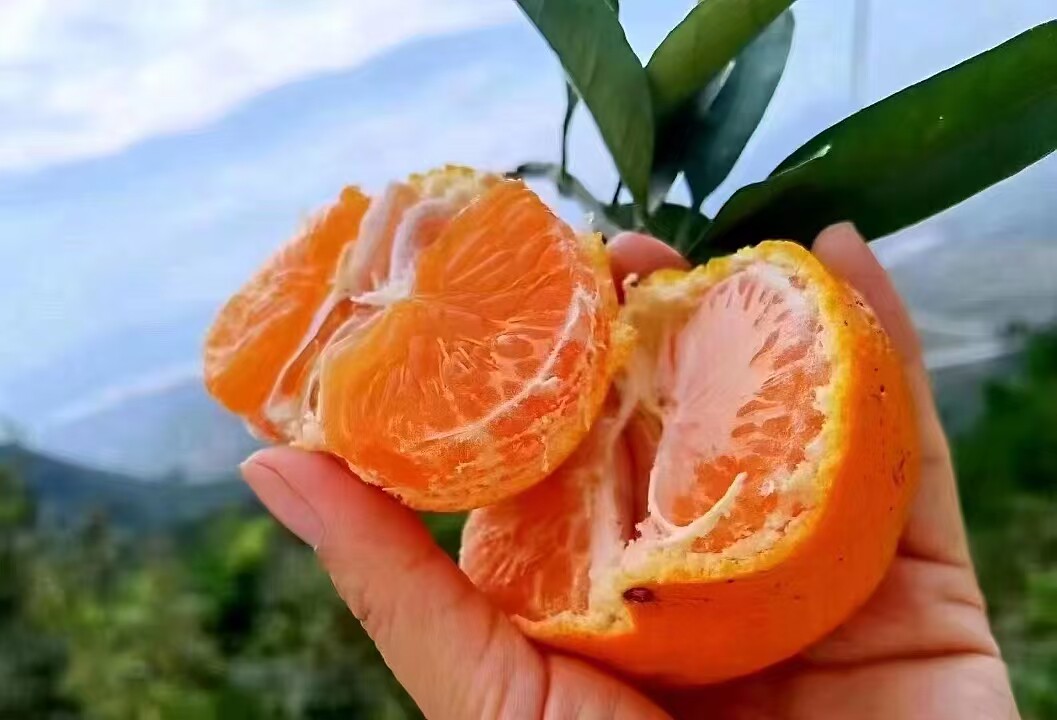 涌泉蜜桔自产自销