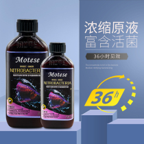 Nitrifying bacteria King nitrifying bacteria German formula concentrated stock solution activated water quality stabilizer fish tank water purification agent