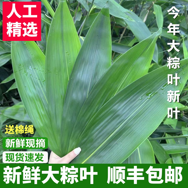 顺丰发货现摘湖南新鲜粽叶:端午必备,野生天然大号箬竹叶,让你的粽子更美味!-粽叶-淘宝百科网