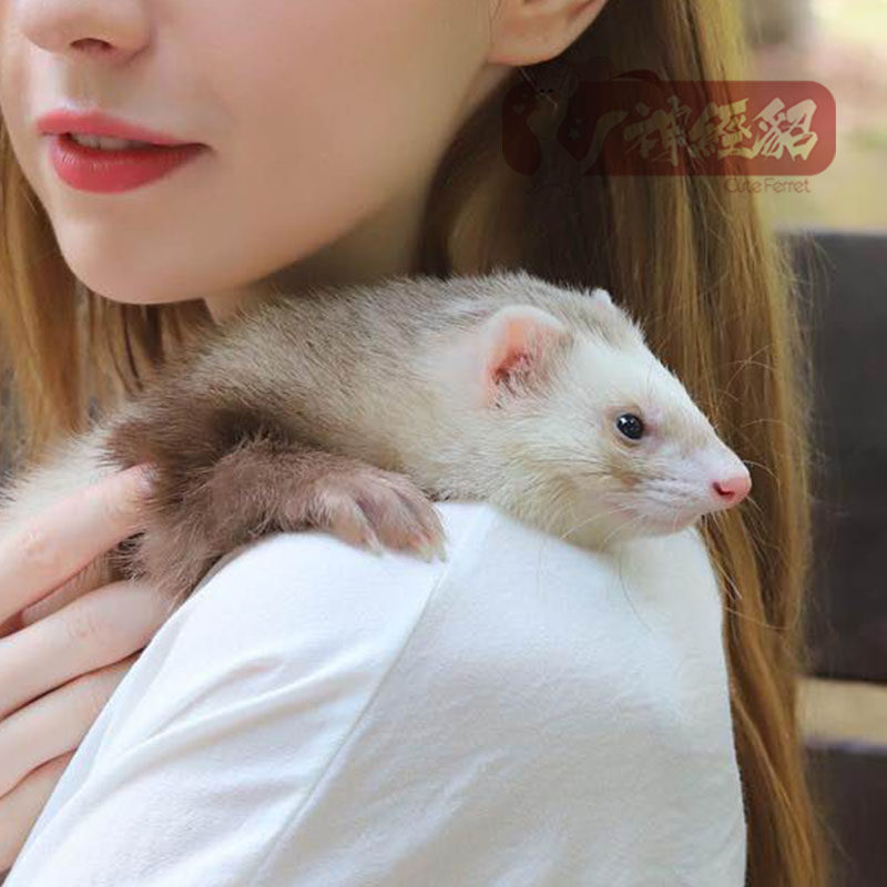 (Pet Minke Gold) (Ferrets) Ferret Angelo Angrou National Multiple to keep alive