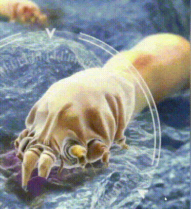 26.gif/
