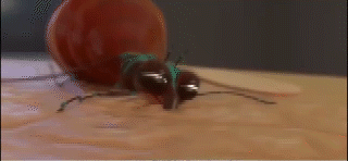 7.gif