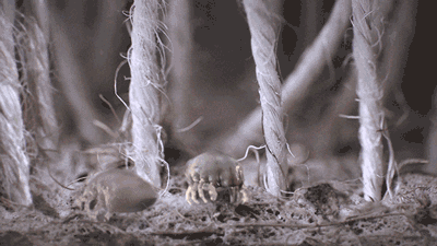 115.gif