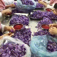 005-01.gif