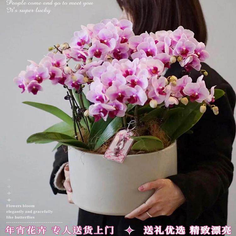 Nationwide Phalaenopsis Orchid Delivery for Housewarming in Beijing, Shanghai, Guangdong; Teachers and Family Members in Beijing Send Flowers to Elders and Mothers for New Year's Eve