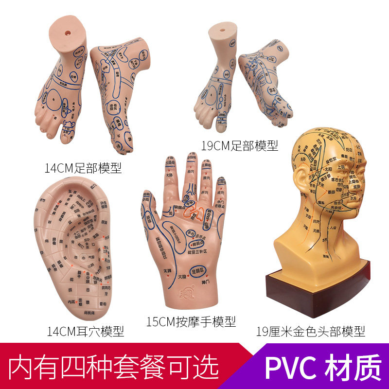 丰帆手足耳朵头部模型经络穴位反射区按摩高清晰中医卫校教学参考