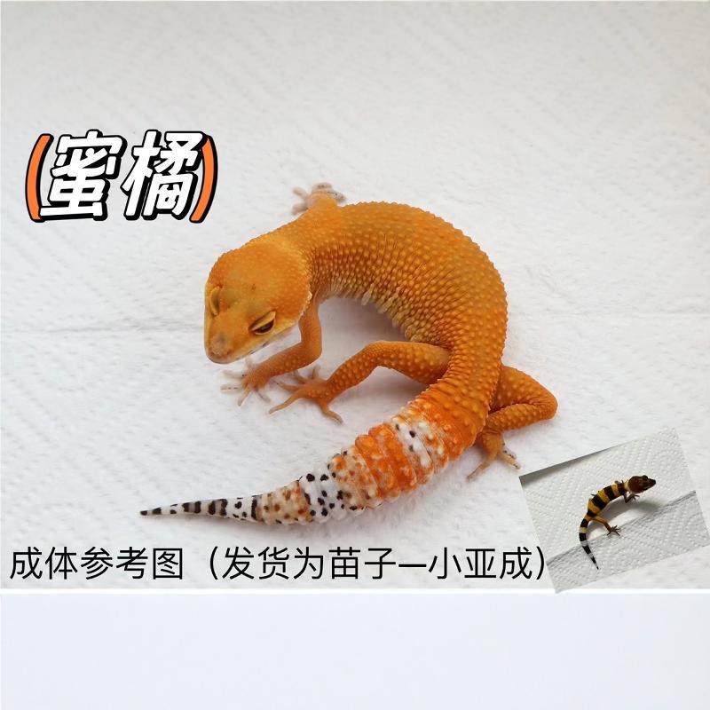 豹纹守宫新手入门指南:蜜橘阳光CY,懒人也能轻松养的宠物蜥蜴!-守宫蜥蜴-淘宝好物网