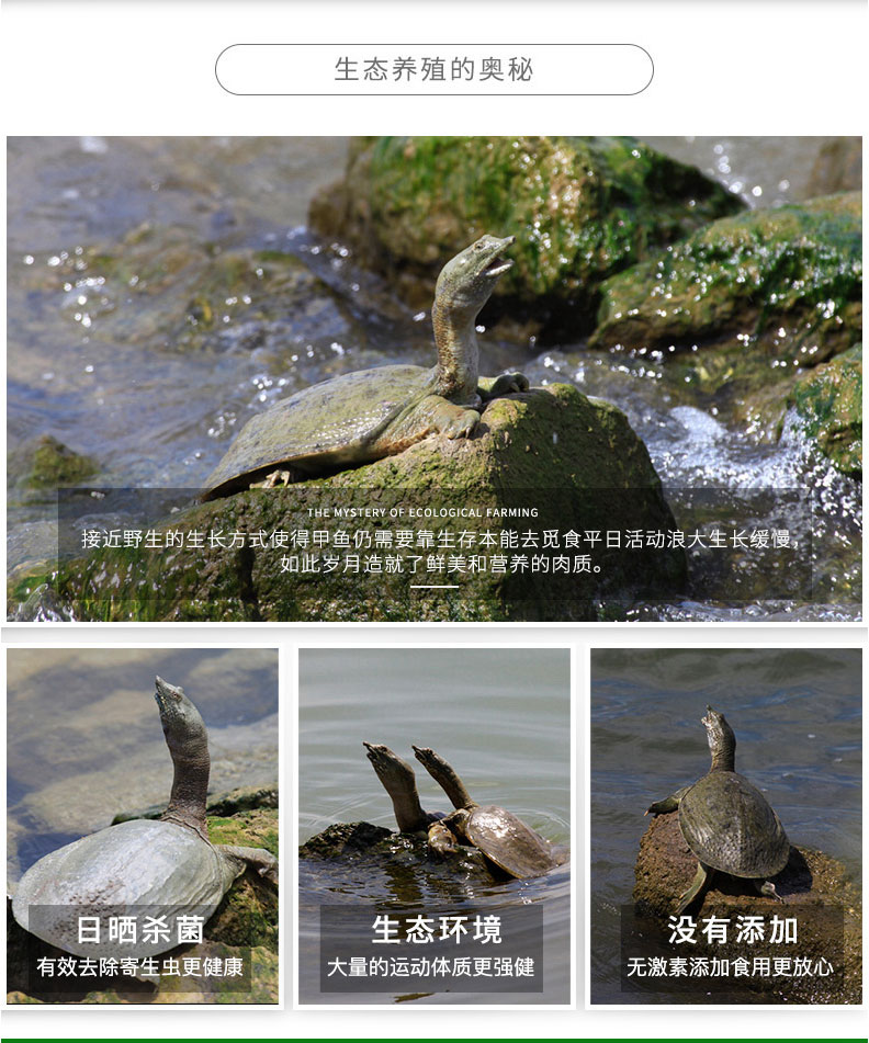 果味来 原生态野生外塘放养 鲜活甲鱼 1斤 图4