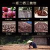 Minzhen Yongtai Dried Plums, Fujian Specialty, Original Sour-Sweet Preserved Plums, Fuzhou Dried Plum Fruit 500g Bagged