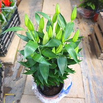 Perfume Lily Pink Perfume Lily Seedling Fragrant Flower Indoor Pot