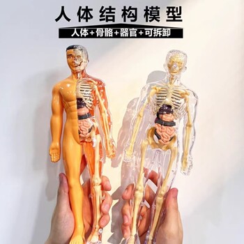 Human Body Structure Model Organ Skeleton Detachable Assembled Biological Anatomy Medicine 3D Body Internal Dirty Kidsren's Toy