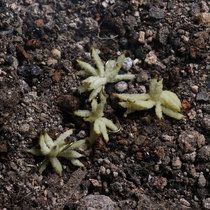 White horse mouth special simulation maggot dry hook Micro-matter meal Bar Creek Gorofi trout bait Luya fly hook