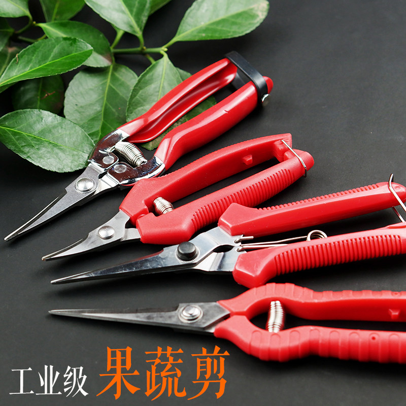 Fruit picking, fruit cutting, fruit cutting, fruit cutting, fruit cutting, fruit cutting, fruit cutting, fruit cutting, fruit cutting, special pruning shears, gardeners