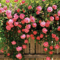 Four seasons flowering colorful rose flower seedlings multi-flower climbing vine climbing flower courtyard potted plant vine rose flower