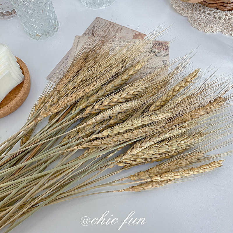 chic fun natural wheat ears dry flower bouquet barley fields Garden Wind Decoration Gift shoots Props Rice Ears Photo Real Flowers