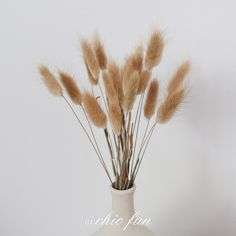 chicfun rabbit tail grass dried flowers ins wind decoration Full Star real flowers Living room hem Air-dried Natural Cotton Bouquet-Taobao