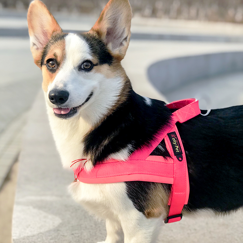 Dog rope dog chain Teddy Fadou Corgi medium dog small dog traction rope vest chest hug baby bag pet supplies