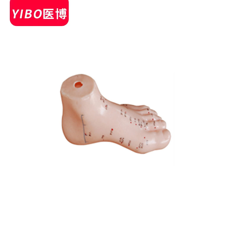 医博BIX-Y1021人体足针炙模型13cm