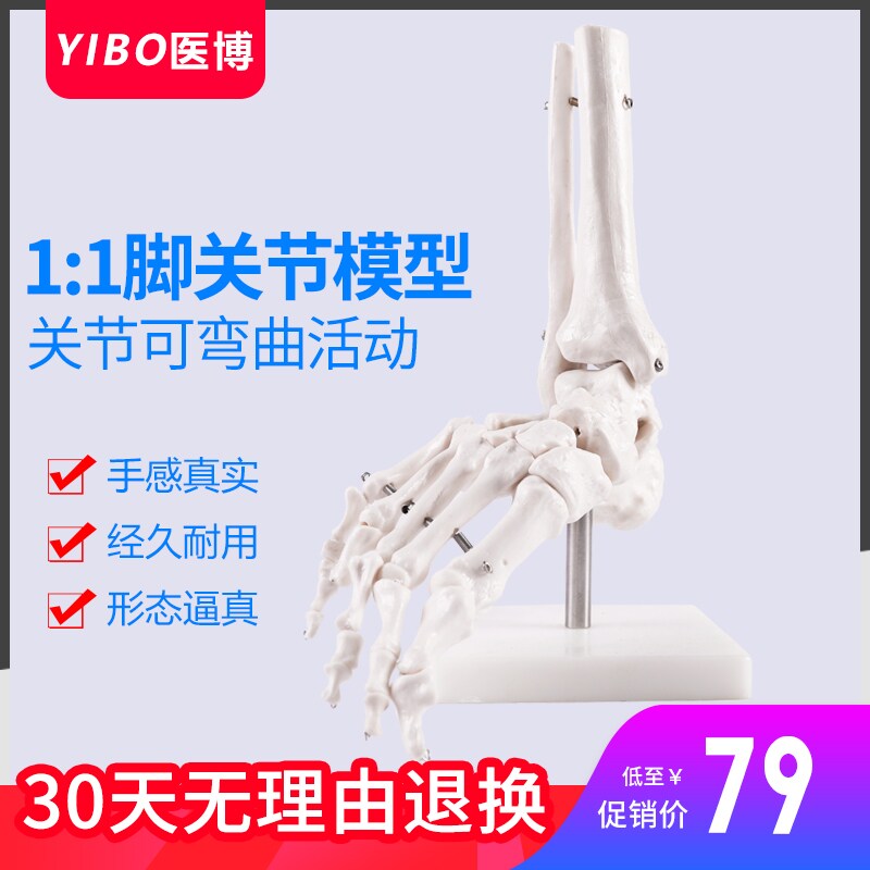 人体脚骨模型 脚趾关节骨骼模型 脚部骨骼医学教具脚指头关节教学