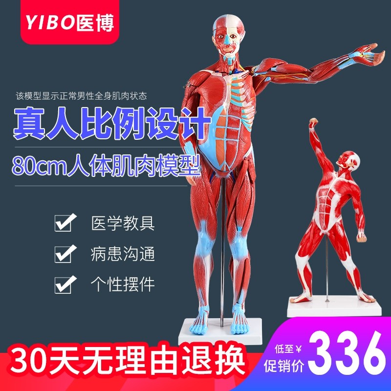 医博人体肌肉模型附内脏仿真骨骼肌肉组织解刨模型术健身教学模型