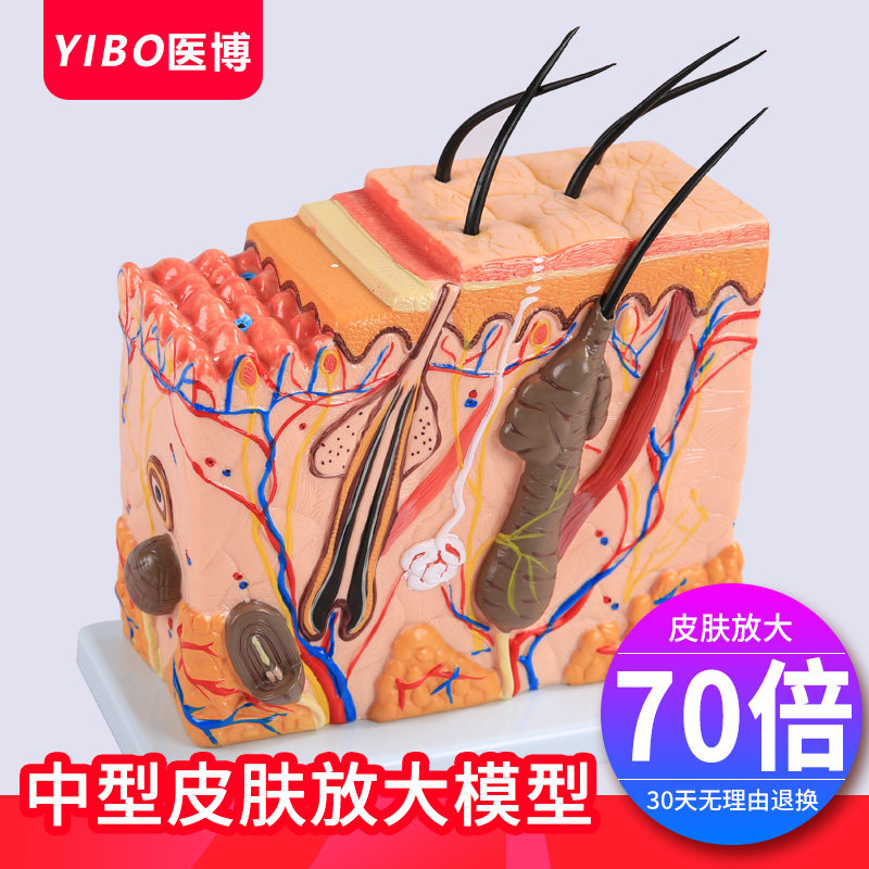 皮肤结构解剖模型 美容教学皮肤组织层次立体构造微整形 皮肤模型