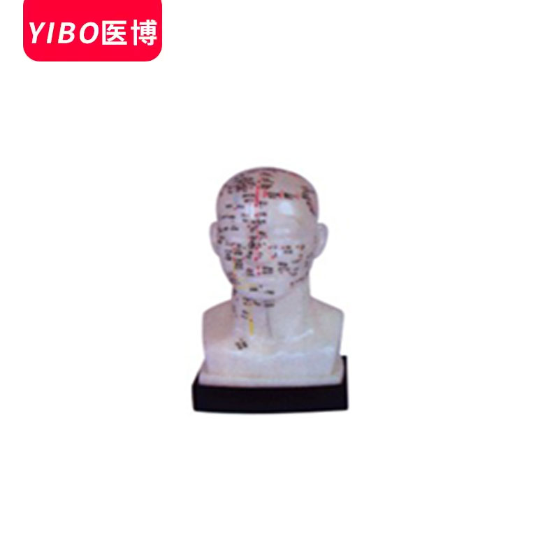 医博BIX-Y1012人体头部四功能腧穴模型20cm