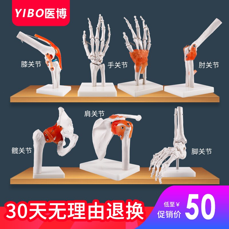 人体膝关节功能模型 骨骼骨架模型 教学医学模型 人体关节模型