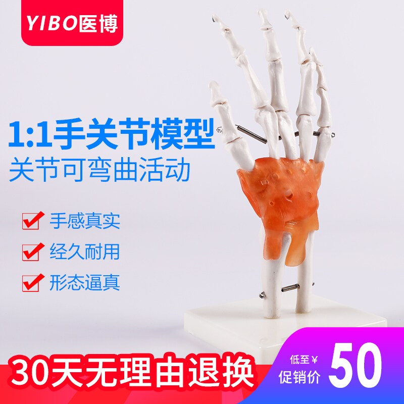 手骨模型 医学教学手骨模型教具 美术绘画手骨骨骼模型 真人手骨