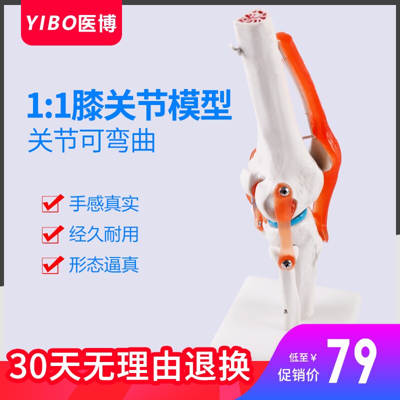 人体膝关节骨骼模型医用 骨骼骨架模型 医学用膝关节骨骼教学教具